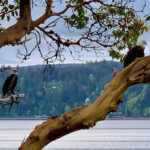 hood-canal-house-16